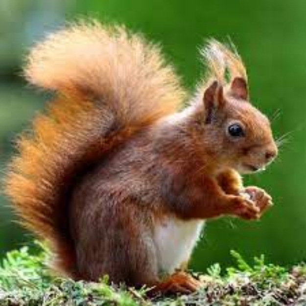 Picture of REF-SINCAP YEMİ  FF